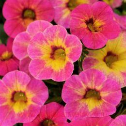  Chameleon 	Tart Deco 5