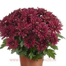   Chrystal Jasper Pink 126