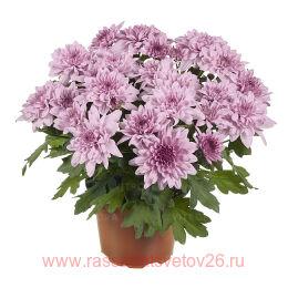   Chrystal Pink Lemonade 42