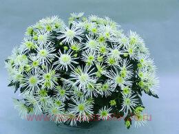  FFlash Look Original Blanc 18