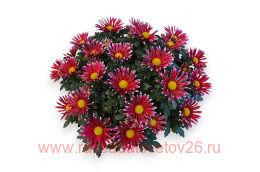 ���������� Flash Look Fanfan Deep 3