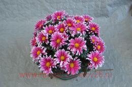  Flash Look Fanfan Light 29