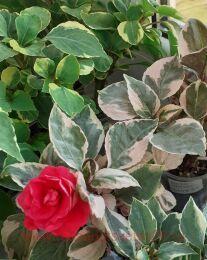  Golden Anniversary 19