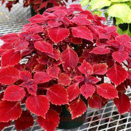 ������ TERRA NOVA� 'Maharaja 222
