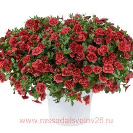  Colibri Double Copper 39