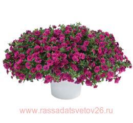  Colibri Double Violet 41