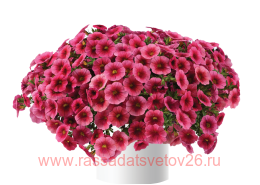 ���������� Colibri Malibu Pink 12