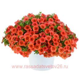  Colibri Tangerine 20