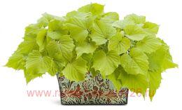 ������ Sweetheart light green 2