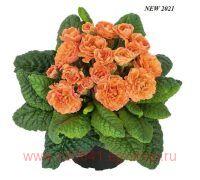  Belarina Sweet Apricot 11