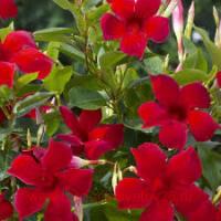  Sundaville Classic Red 10