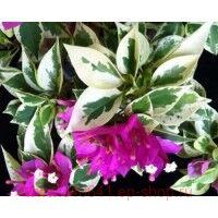  Teatime Pixie albomarginata 43