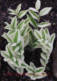     (lbiflr ngls Wings) 11