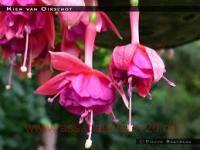  Mien Van Oirchole 301