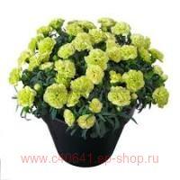  Flow Apella Beach 25