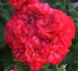 ���������� Song gyeoul