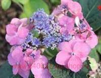   Blueberry Cheesecake 44