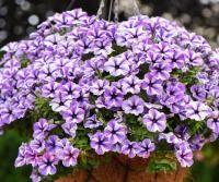  Sweetunia Starfish 35