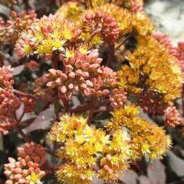 ����� Yellow Xenox 80