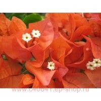  Scarlet Glory Orange 42