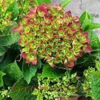   Gr&#252;nes Gew&#246;lbe 26