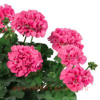   TWOinONE&#174; Pink Splash 155