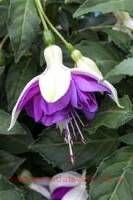  Jollies La Grande Lorraine 103