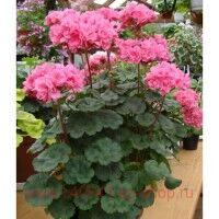 ���������� �������� ����� �������� 235