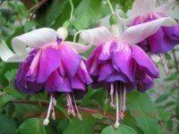  GIANT FLOWERS Blue Mirage 60