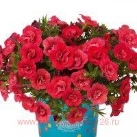  Aloha Double Cherry Red 25