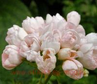 ���������� �������������� Marbaska Tulpan 58