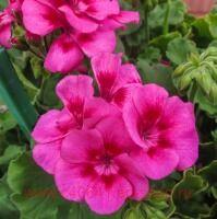 ���������� ���������� Puro Hot Pink Splash 45