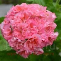 ���������� �������� Elnaryds Gusten 263