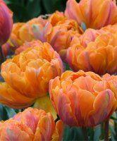  Orange Princess 7 ( 2)