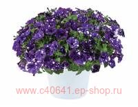  SPLASH DANCE BOLERO BLUE 12