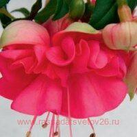  Jollies La Grande Corse 130