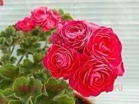 ���������� ���������� PAC Viva Rosita 0