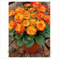  Belarina Nectarine 15