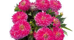 	DALAYA MAXI CHERRY LIGHTNING 14