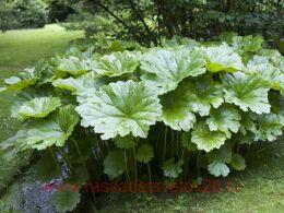 ������� ����������