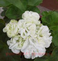 ���������� �������� ��-�������� 191