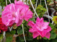 ���������� ب�� ����� 216