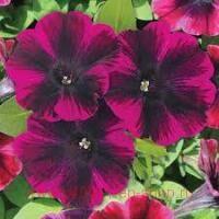  Sweetunia Johnny Flame 122