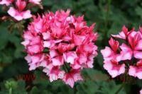   Fireworks&#174; Bicolor 103