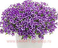  Mini Vista Violet Star 146