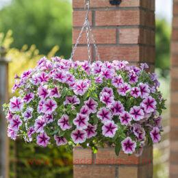  DESIGNER STARBURST CHERRY 253