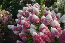 ��������� ����������� STRAWBERRY BLOSSOM 18