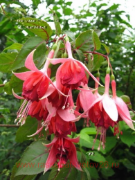  Berba`s Coronation 42