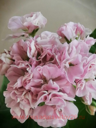 ���������� ����� ������