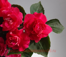  Fiesta Burgundy Rose 33